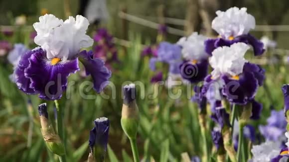 靠近紫色和白色的虹膜在花园里随风移动4KUHD视频镜头静态摄像机视频的预览图