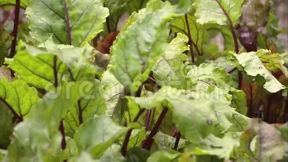充满活力的绿叶蔬菜视频的预览图