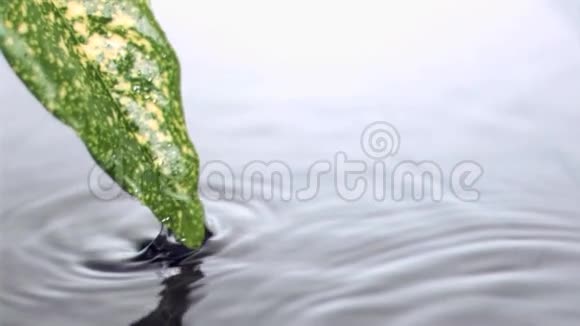 叶子在水中以超慢的速度运动出来视频的预览图