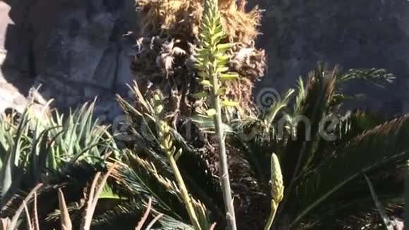 芦荟汁植物有花流汁视频的预览图