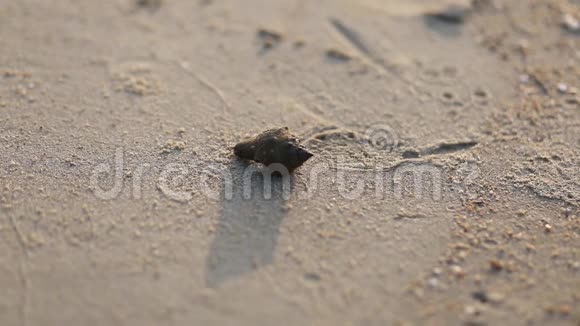士兵螃蟹从贝壳里出来沿着海滩背景视频的预览图