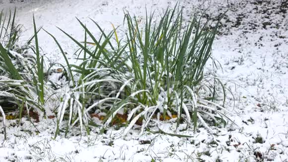 绿草带雪2视频的预览图