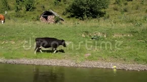 奶牛在河边的牧场上视频的预览图