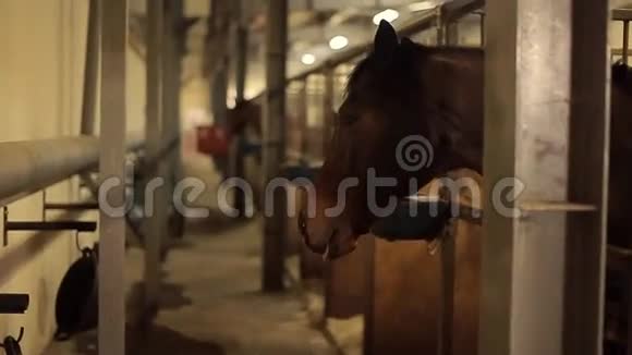 马在马厩里视频的预览图