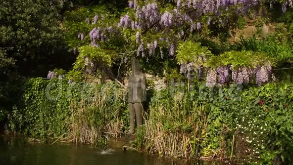 花园里的池塘盛开着美丽的紫色紫藤视频的预览图