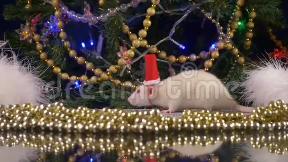 一只戴着圣诞帽的小白鼠在圣诞树的背景下看着摄像机动物符号视频的预览图