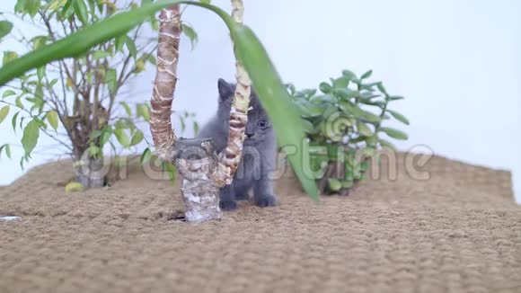 英国小猫探索植物视频的预览图