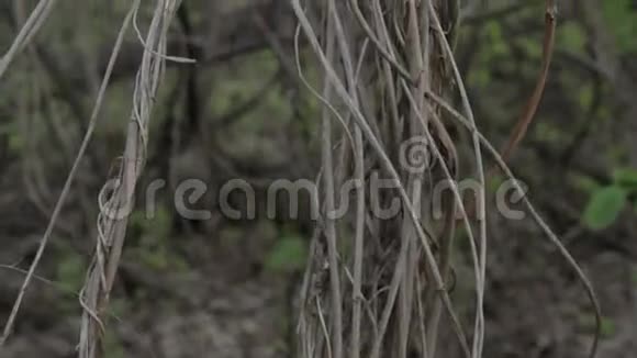 热带森林中的利亚娜视频的预览图