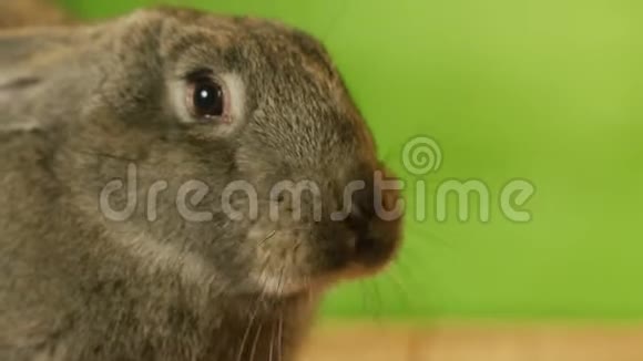 灰兔到处嗅视频的预览图
