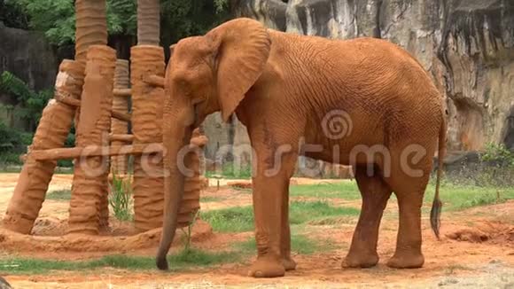一头非洲巨象身披红土视频的预览图