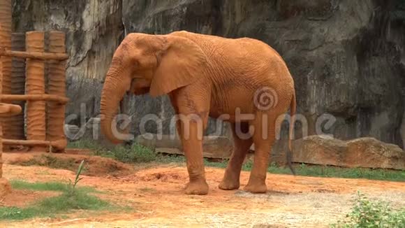 一头非洲巨象身披红土视频的预览图