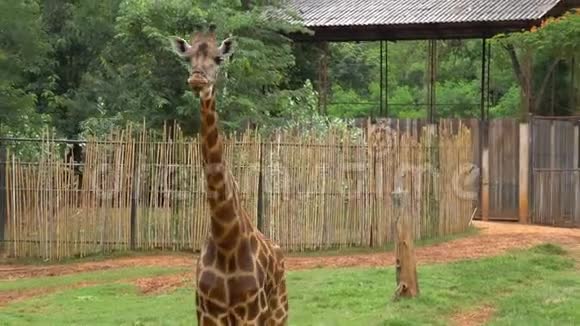 非洲大草原或长颈鹿从游客那里吃香蕉视频的预览图