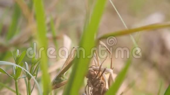新生的蜻蜓一只蜻蜓刚刚从幼虫的皮肤中出现正在风中摆动等待翅膀视频的预览图