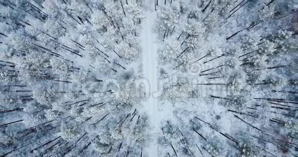 4空中射击在冰冻的雪云杉森林上空飞行北方冬季景观上面的风景美丽的自然背景视频的预览图