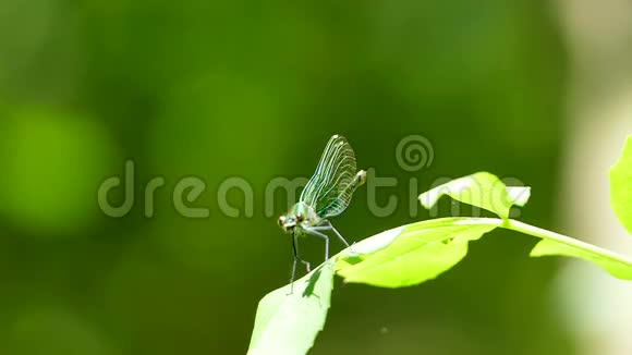 一只绿色的蜻蜓坐在叶子上溶解它的翅膀视频的预览图