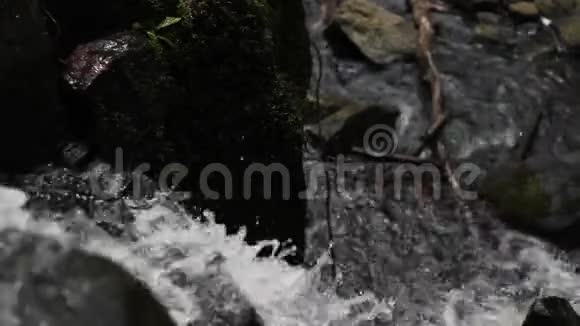 视频来自源头的纯净水正沿着德国森林流淌视频的预览图
