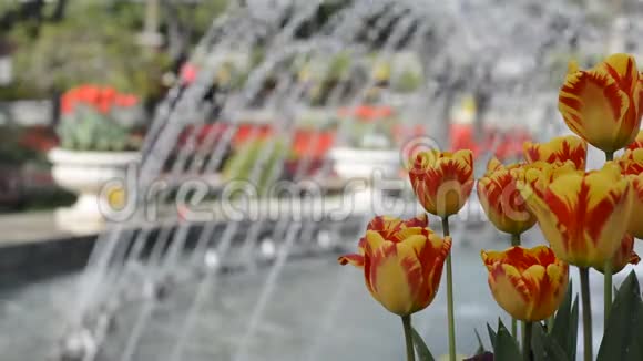 五颜六色的百合花和公园喷泉视频的预览图
