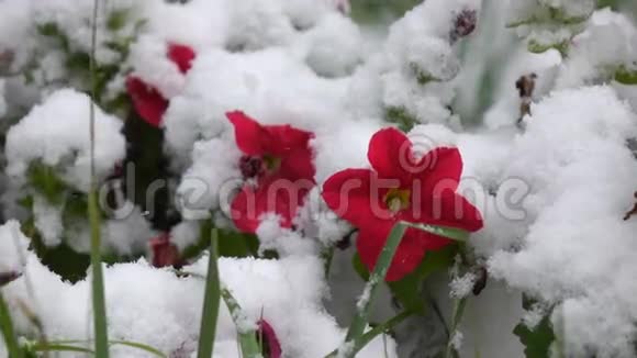 红花伴雪2视频的预览图