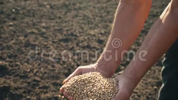 土地背景上农民手中的粮食小麦是从地里人的手指里倒出来的视频的预览图