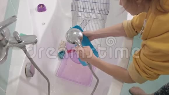 年轻的女人照顾宠物洗和清洁浴室里的笼子啮齿动物老鼠视频的预览图