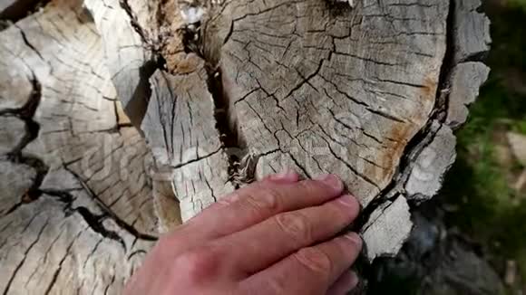 老树桩和干枯腐烂的树桩视频的预览图