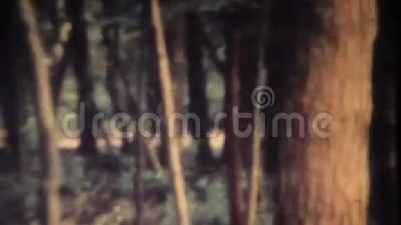 神秘森林视频的预览图