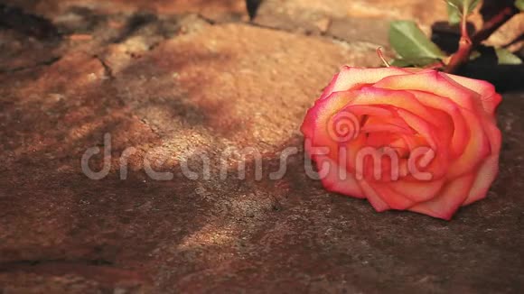 红一朵玫瑰花石背景春阳影无人高清镜头视频的预览图