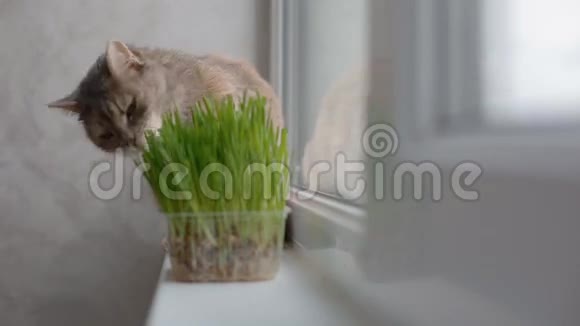 灰猫在吃草视频的预览图