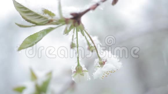 春天樱花盛开雪落樱花盛开视频的预览图