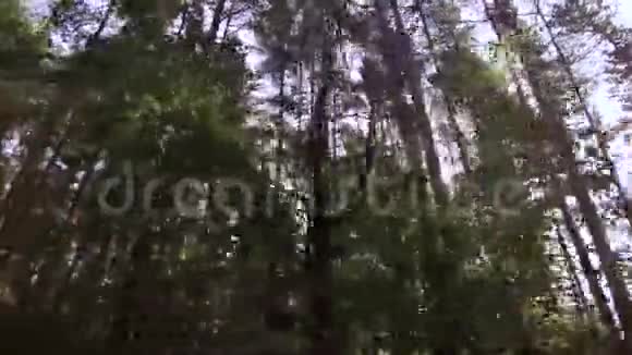 从底部到森林树梢的景色视频的预览图