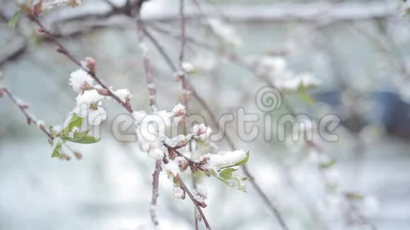 春天樱花盛开雪落樱花盛开视频的预览图