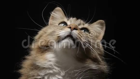 演播室黑色背景下的毛茸茸的红猫美味地舔着看到的食物美丽的西伯利亚纯种猫抬头宠物费视频的预览图