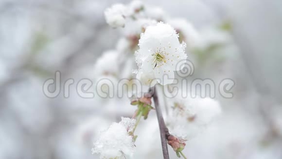 春天樱花盛开雪落樱花盛开视频的预览图