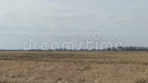 在春天的时候一群鹅在天空中飞翔在草地上休息德国哈维尔兰视频的预览图