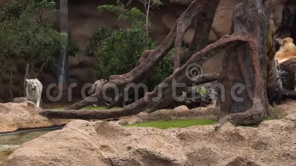 白虎在花园里散步视频的预览图