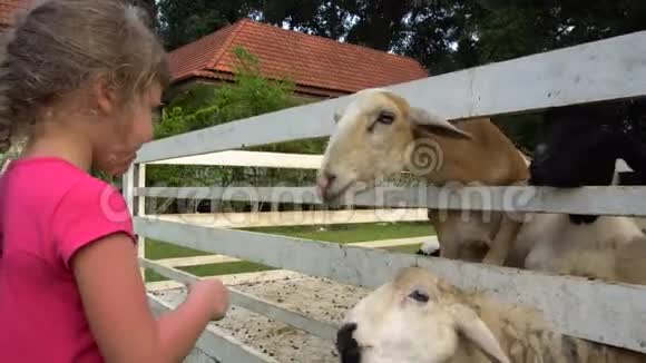 喂羊的小女孩视频的预览图