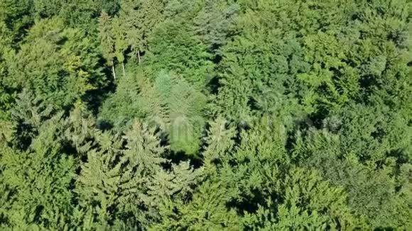 在大风天在针叶林树冠上缓慢飞行鸟瞰视频的预览图
