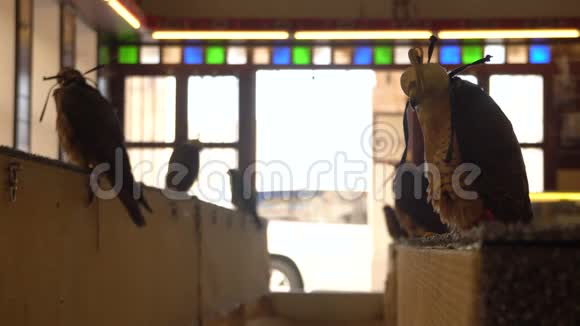 胡德温克的游隼画像坐在帕奇在猎鹰苏克市场卡塔尔多哈视频的预览图