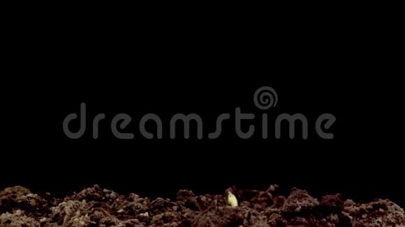 鹰嘴豆种子在黑色背景下萌发视频的预览图