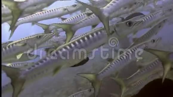 在红海珊瑚高原上盘旋的黑鳍梭鱼学院视频的预览图