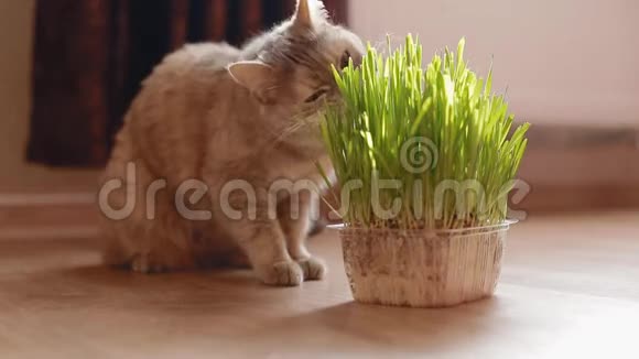 灰猫在吃草视频的预览图