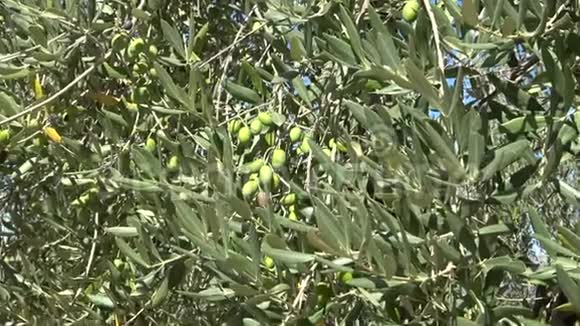 绿橄榄树上近晴天意大利视频的预览图