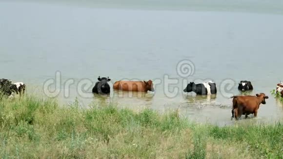 在湖里放牧奶牛视频的预览图