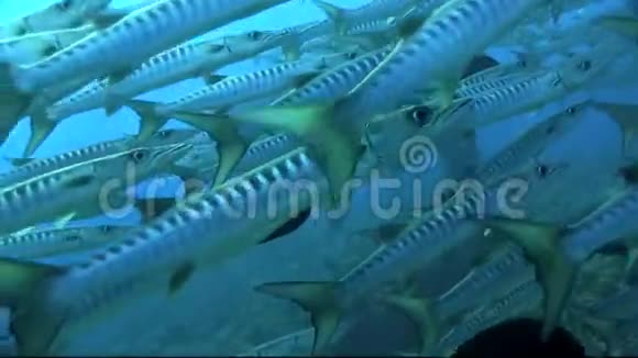 在红海珊瑚高原上盘旋的黑鳍梭鱼学院视频的预览图