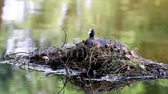 在荷兰沃尔斯顿湖上筑巢视频的预览图