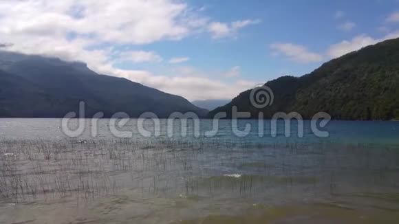 带着芦苇从水里出来进入湖中背景山和蓝天有云水中的波浪视频的预览图
