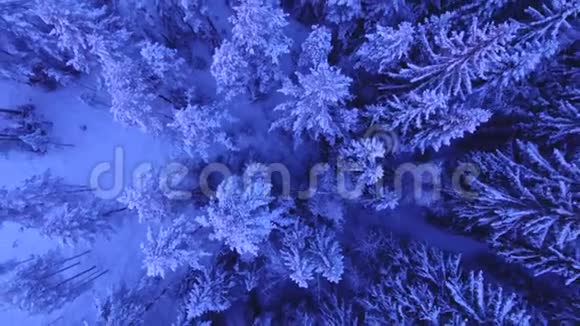 冬季以上的雪树最新视频的预览图