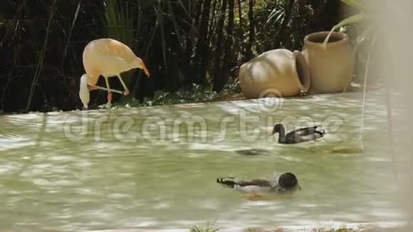 动物园里的火烈鸟和鸭子火烈鸟洗了自己鸭子把头伸进水里视频的预览图
