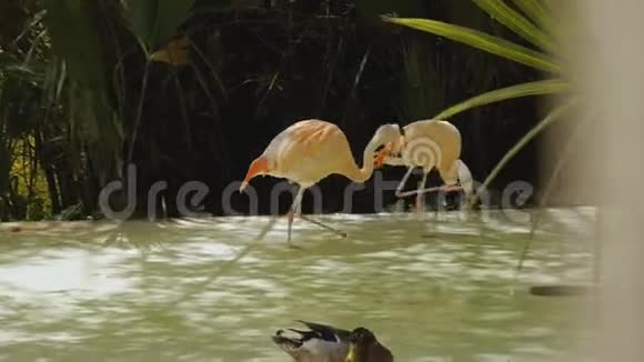 动物园里的火烈鸟和鸭子一只火烈鸟用嘴推着另一只视频的预览图