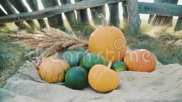 秋天的南瓜在草地上用木栅栏衬托大自然视频的预览图